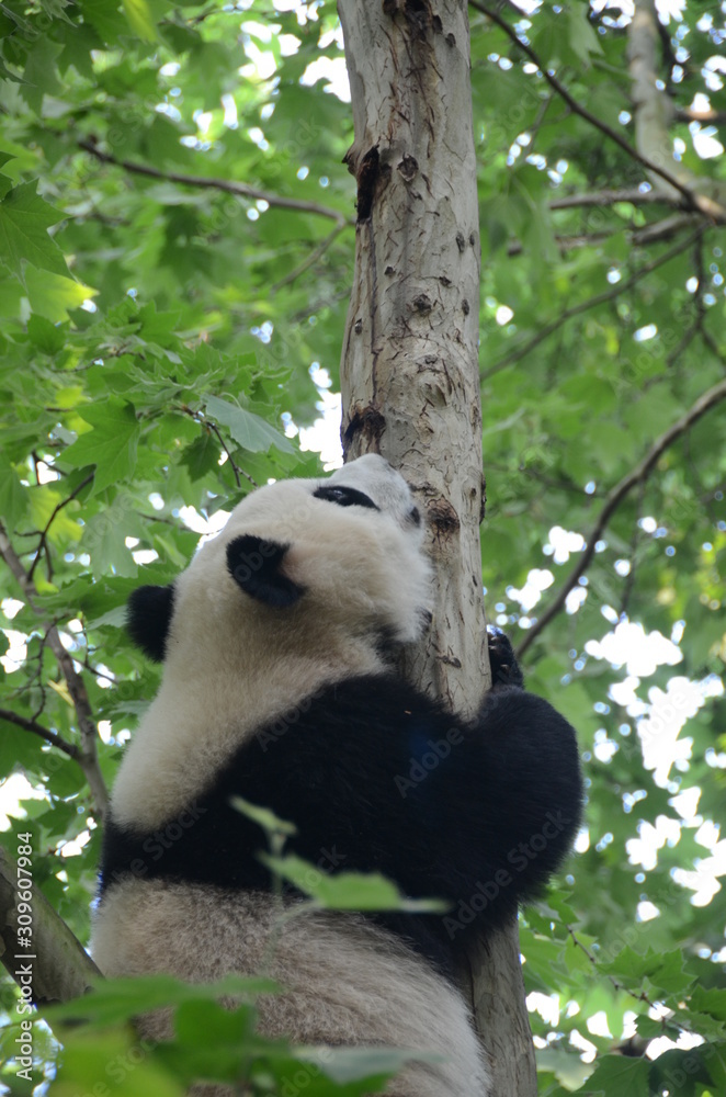 Panda Gignate su albero