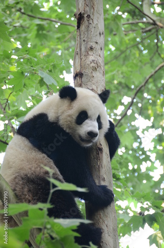 Fototapeta Naklejka Na Ścianę i Meble -  Panda Gignate su albero