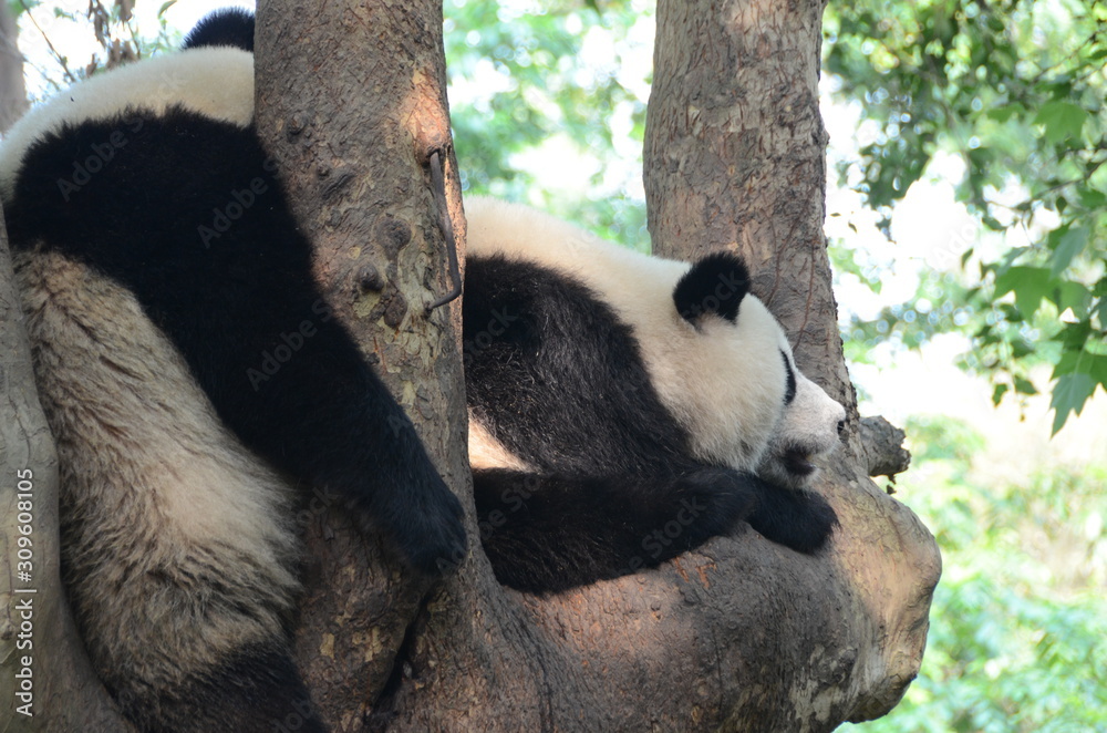 Fototapeta premium Coppia di panda gigante
