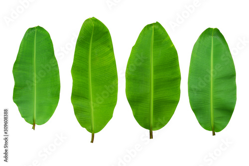 Four banana leaves on a white background with Clipping Path