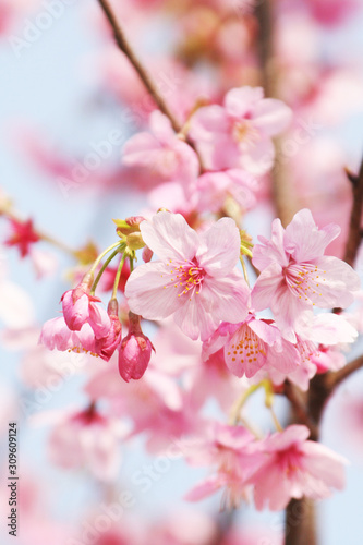 春のシーズンに使える、ピンク色の可愛い桜の写真素材(ソメイヨシノ)