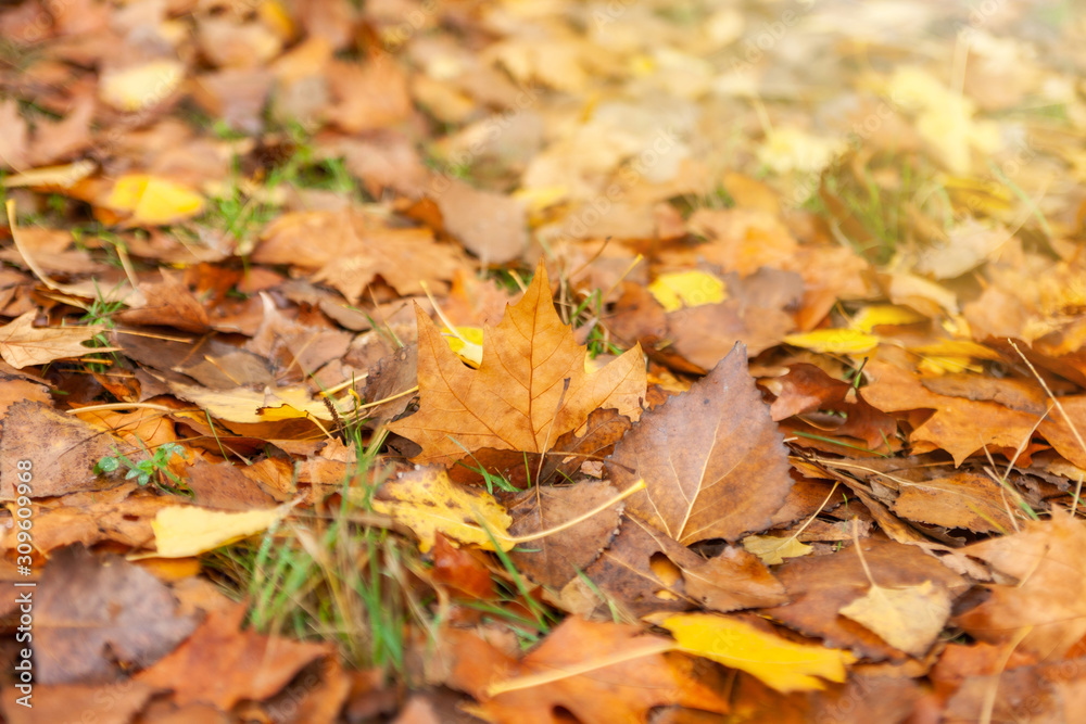 Fallen dry autumn leaves on green grass closeup on a bright sunny day Fallen dry autumn leaves on green grass closeup on a bright sunny day