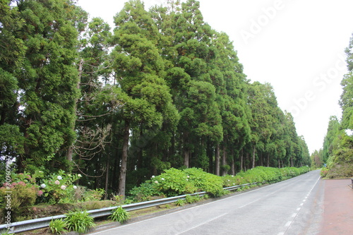 The Azores Islands: San Miguel photo