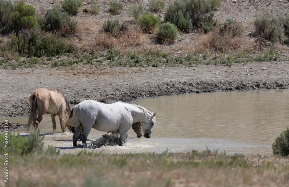 Fototapeta premium Wild horses at a Waterhole in the Sand Wash Basin Colorado in Summer