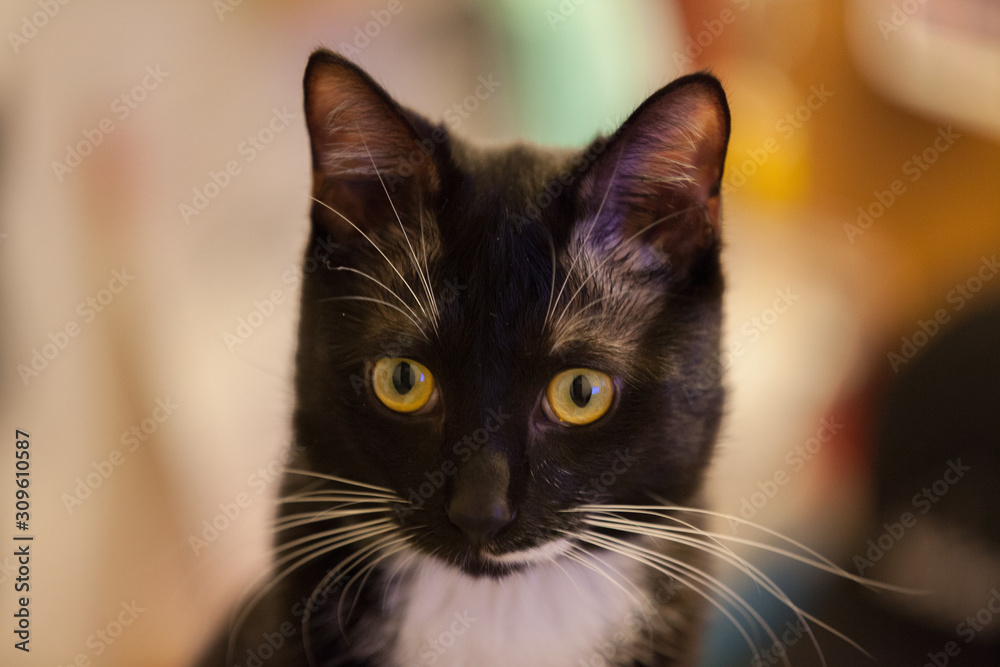 Black and white kitty cat look at camera