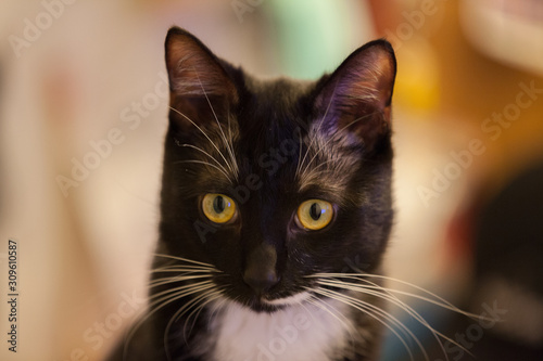 Black and white kitty cat look at camera © bernard
