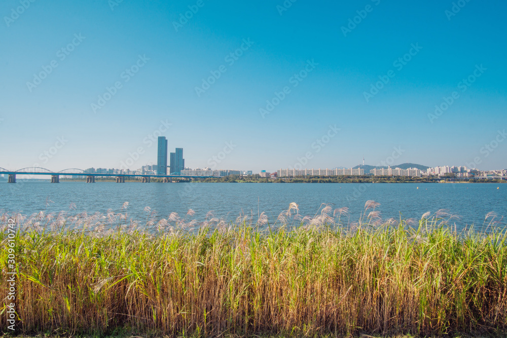 On sunny days, reed fields on the riverside and buildings and apartments across.