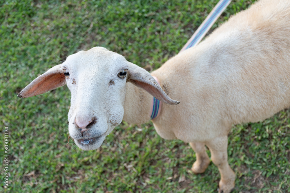 Closeup Portrait white sheep shearing Closeup Portrait white sheep shearing