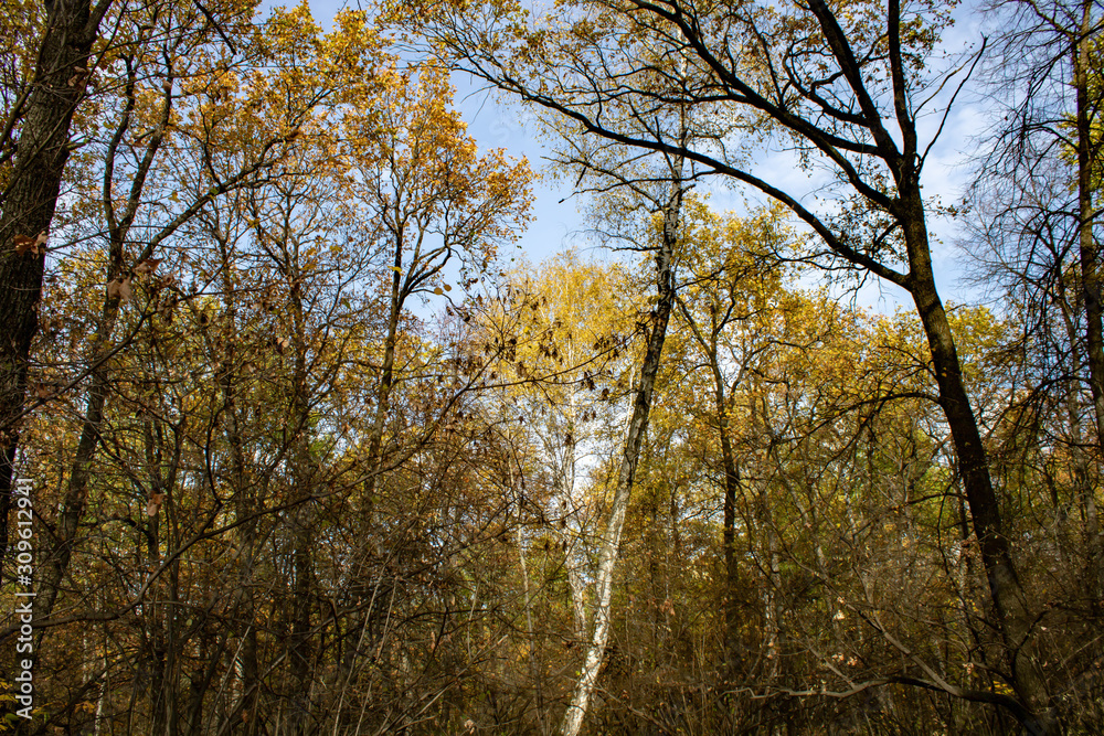 Forest glade with autumn fallen leaves in the sun Forest glade with autumn fallen leaves in the sun