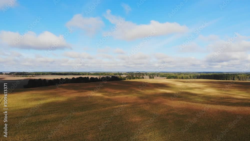Flight and takeoff above corn field, aerial panoramic view. Flight and takeoff above corn field, aerial panoramic view.