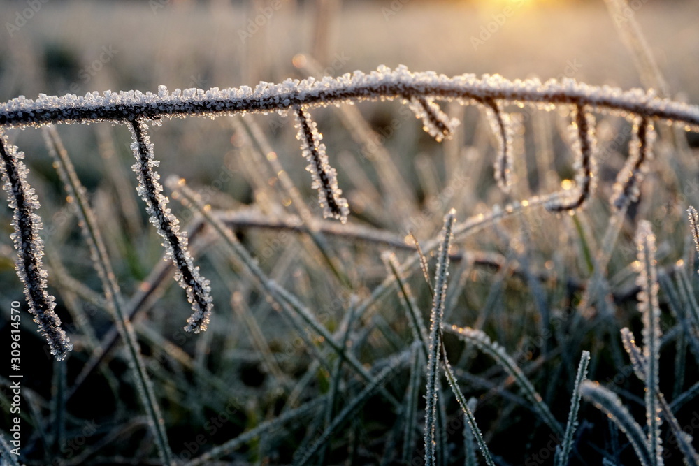 Frost on the grass. Ice crystals on meadow grass close up. Nature background.Grass with morning frost and yellow sunlight in the meadow, Frozen grass on meadow at sunrise light. Winter frosty backgrou Frost on the grass. Ice crystals on meadow grass close up. Nature background.Grass with morning frost and yellow sunlight in the meadow, Frozen grass on meadow at sunrise light. Winter frosty backgrou