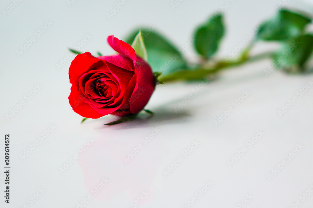 Happy Valentine's Day background. beautiful red rose background Happy Valentine's Day background. beautiful red rose background