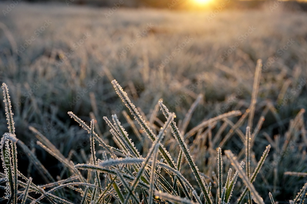 Fototapeta premium Frost on the grass. Ice crystals on meadow grass close up. Nature background.Grass with morning frost and yellow sunlight in the meadow, Frozen grass on meadow at sunrise light. Winter frosty backgrou