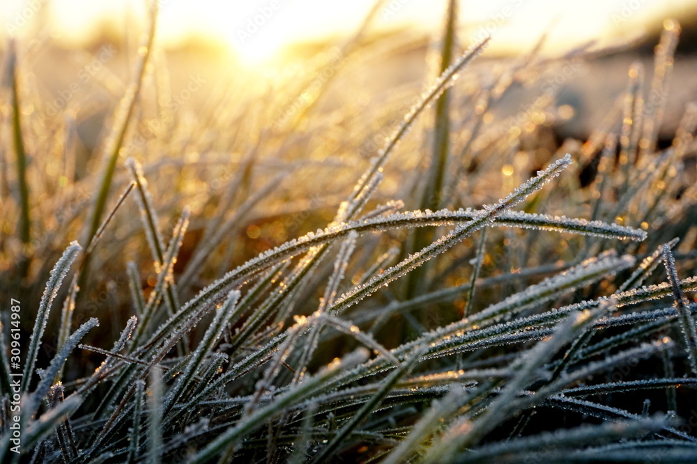 Fototapeta premium Frost on the grass. Ice crystals on meadow grass close up. Nature background.Grass with morning frost and yellow sunlight in the meadow, Frozen grass on meadow at sunrise light. Winter frosty backgrou