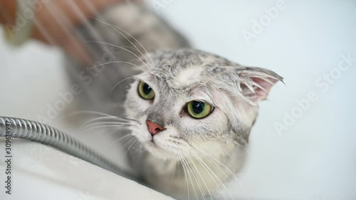 Washing a cat in bathtub