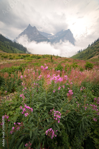 Fireweed on Going-to-the-Sun
