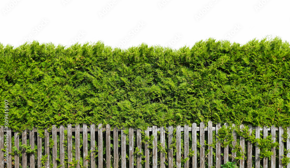Green hedge or Green Tree Wall Fence on white . Flat green wall with