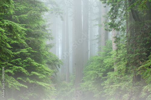 Landscape of coastal redwood forest, Prairie Creek State Park, California, USA