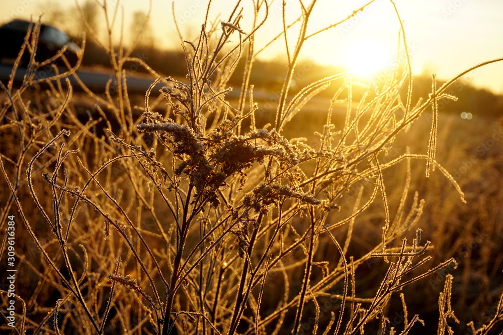 Fototapeta premium Frost on the grass. Ice crystals on meadow grass close up. Nature background.Grass with morning frost and yellow sunlight in the meadow, Frozen grass on meadow at sunrise light. Winter background