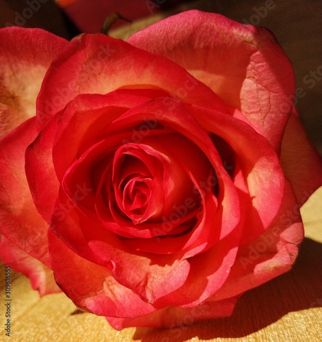 Fototapeta Naklejka Na Ścianę i Meble -  red rose on white background