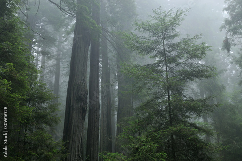 Landscape of coastal redwood forest in fog  Prairie Creek State Park  California  USA