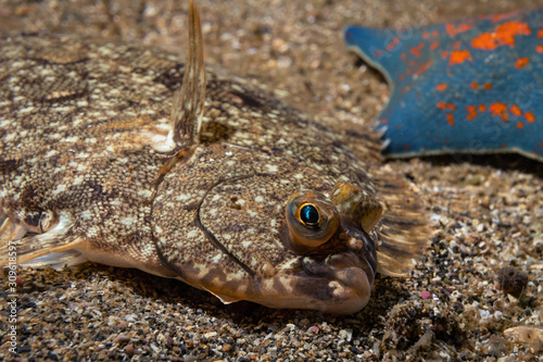 Black flounder on a sandy bottom
