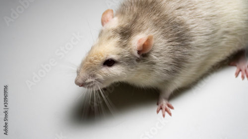 fancy rat on background