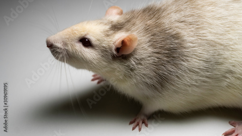 fancy rat on background