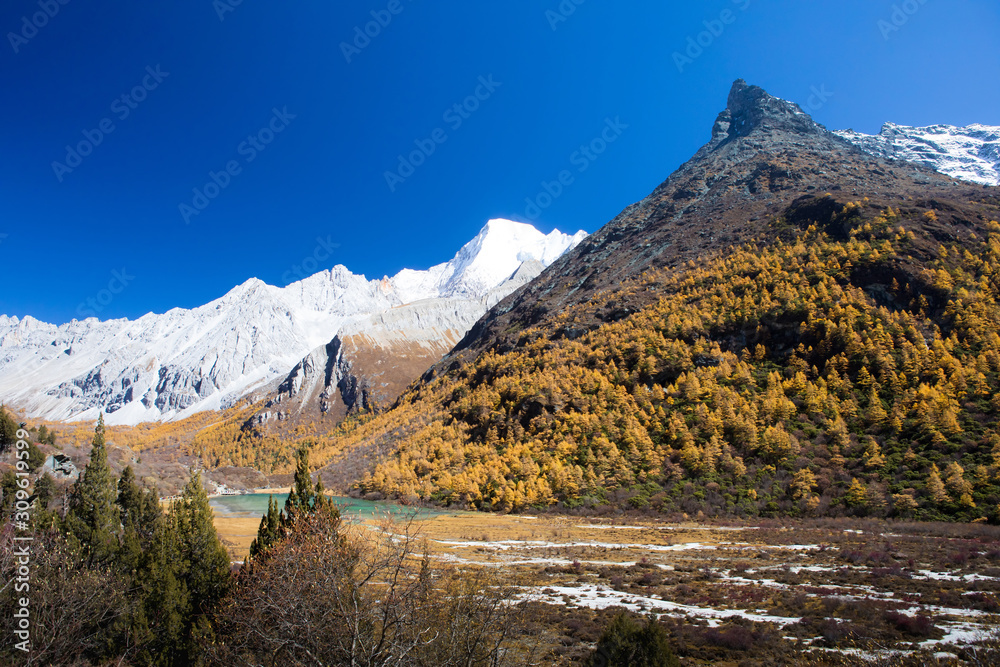 Beautiful of Yellow pine forest with snow-capped mountain and blue sky in the background at Yading Nature Reserve, Sichuan, China