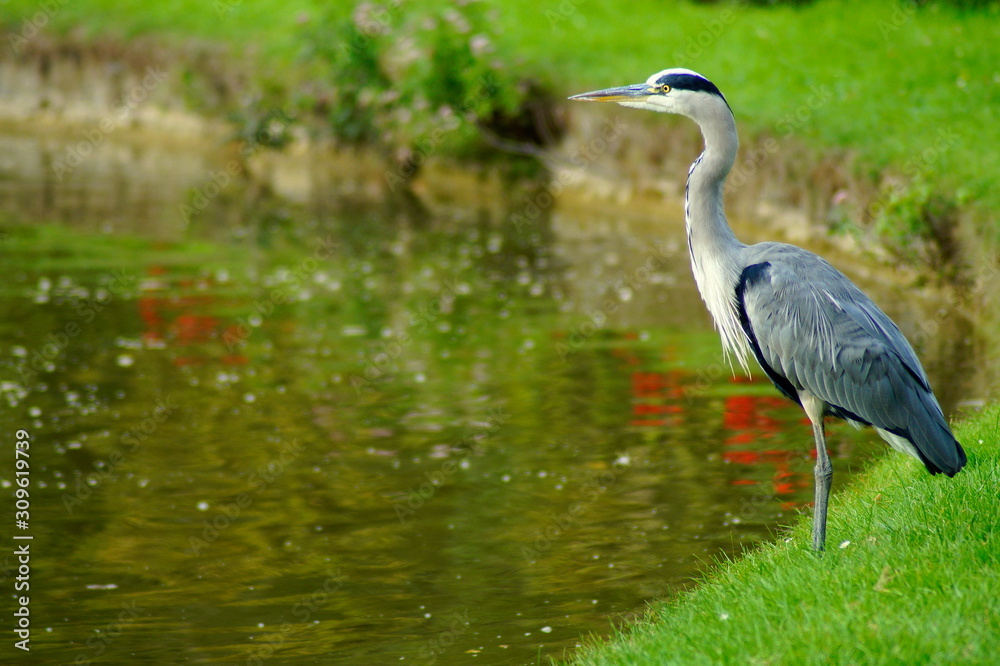Die Beute fest im Blick Die Beute fest im Blick
