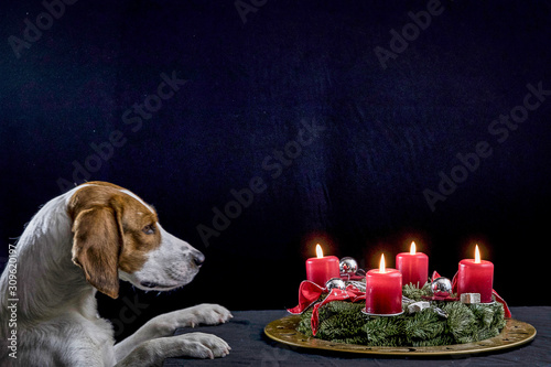 Beagle mit Adventskranz