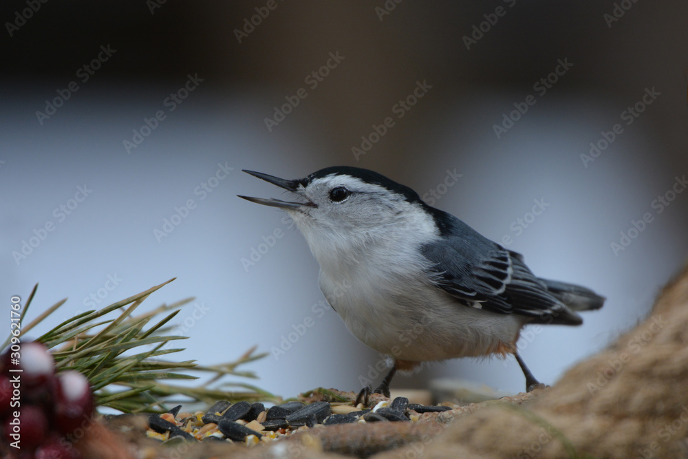 Naklejka premium White breasted nuthatch