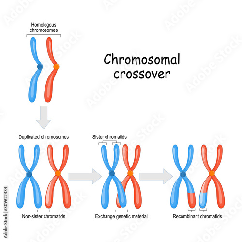 Chromosomal crossover. maternal & paternal Homologous chromosomes