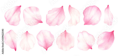 Pink rose,cherry, plum, sakura petals isolated on white background.Valentines day,wedding, mother day,japanese hanami decoration.Digital clip art.Warercolor illustration.