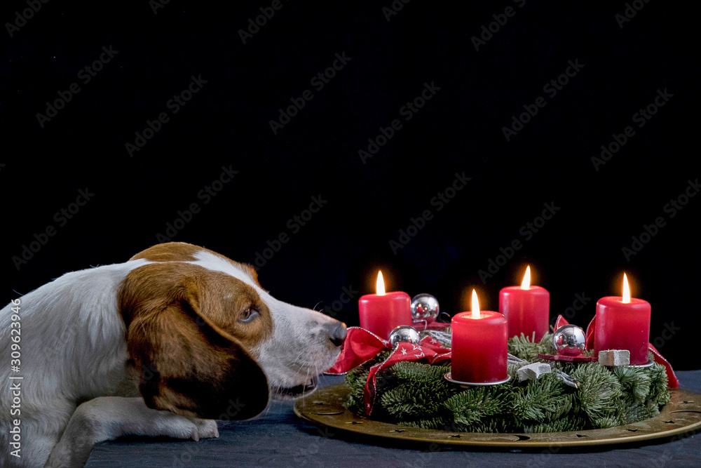 Beagle mit Adventskranz