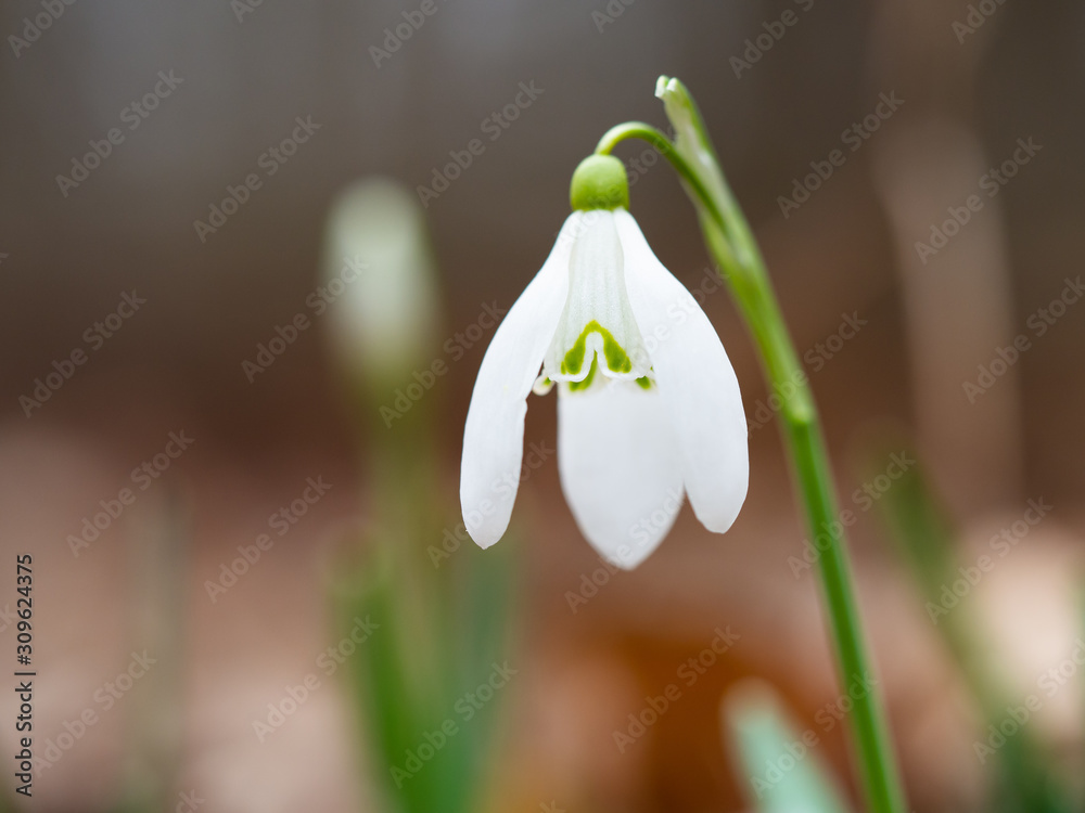 Spring Snowdrop flower (Galanthus) detail Spring Snowdrop flower (Galanthus) detail