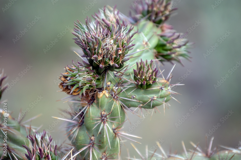 A macro shot of a portion of a cholla cacti in Colorado. Bokeh effect. A macro shot of a portion of a cholla cacti in Colorado. Bokeh effect.