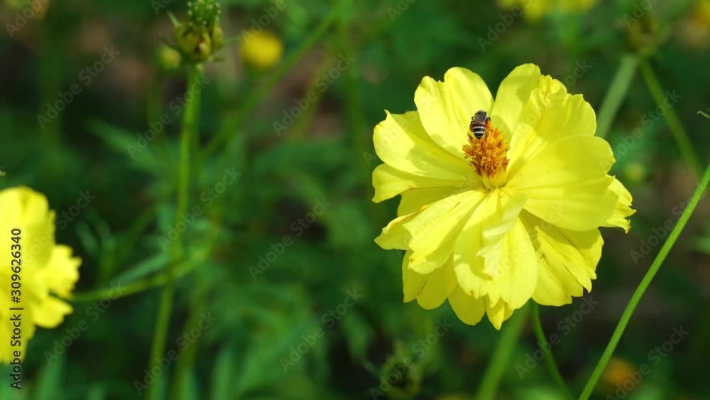 Cosmos flower with two layers With bee pollen. Cosmos flower with two layers With bee pollen.