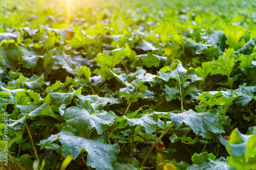 Many cabbage plants on an agricultural field for market gardening, back lit by evening sunlight. Closeup, selective focus with background blur, landscape format