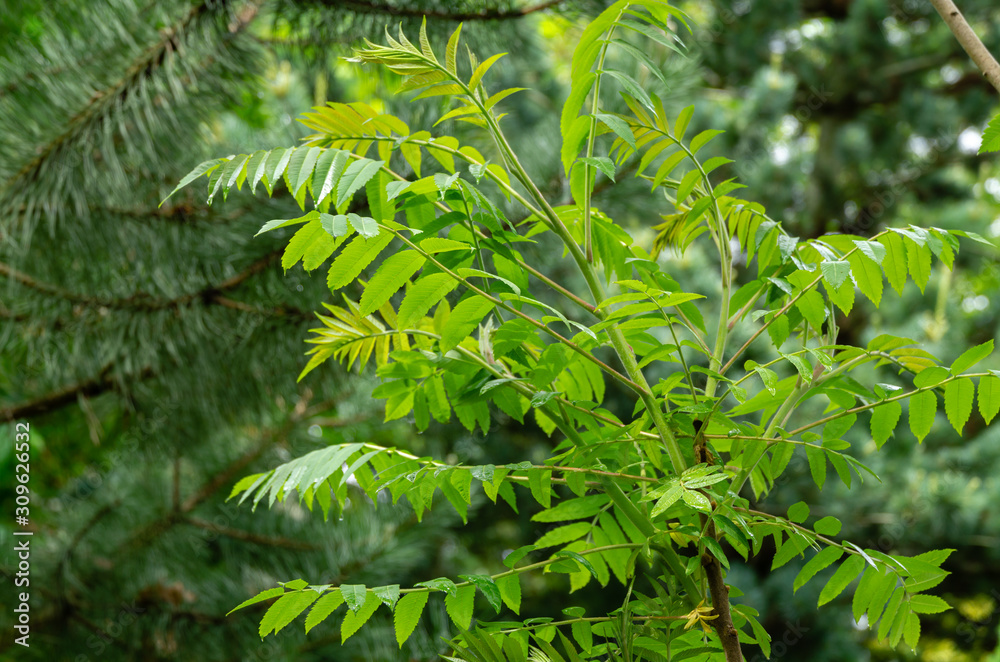 Young branch of Rhus typhina (Staghorn sumac, Anacardiaceae) tree