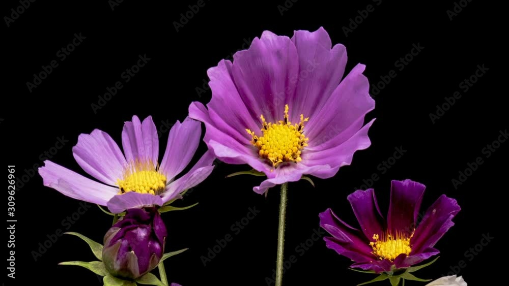 Blossoming colorful flowers Cosmos bipinnatus close up Blossoming colorful flowers Cosmos bipinnatus close up