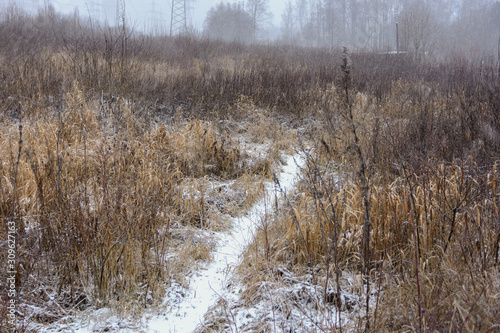 Wallpaper Mural A narrow path covered with snow amid high dried grass leads into the forest Torontodigital.ca