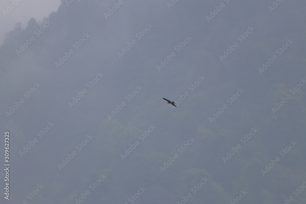 black kite