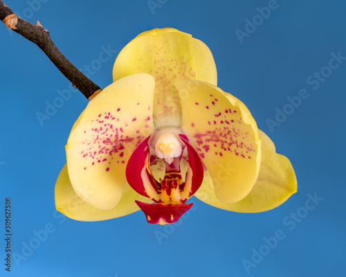 Yellow and red Orchid on blue background