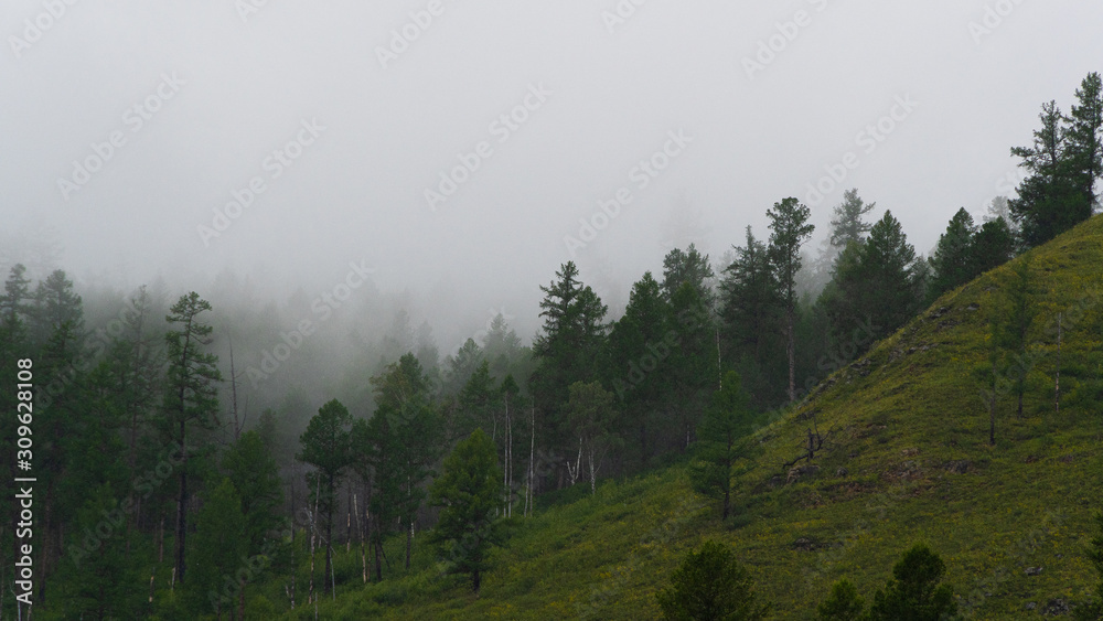 Green hillside in fog. Low clouds in coniferous forest Green hillside in fog. Low clouds in coniferous forest
