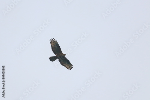 honey buzzard