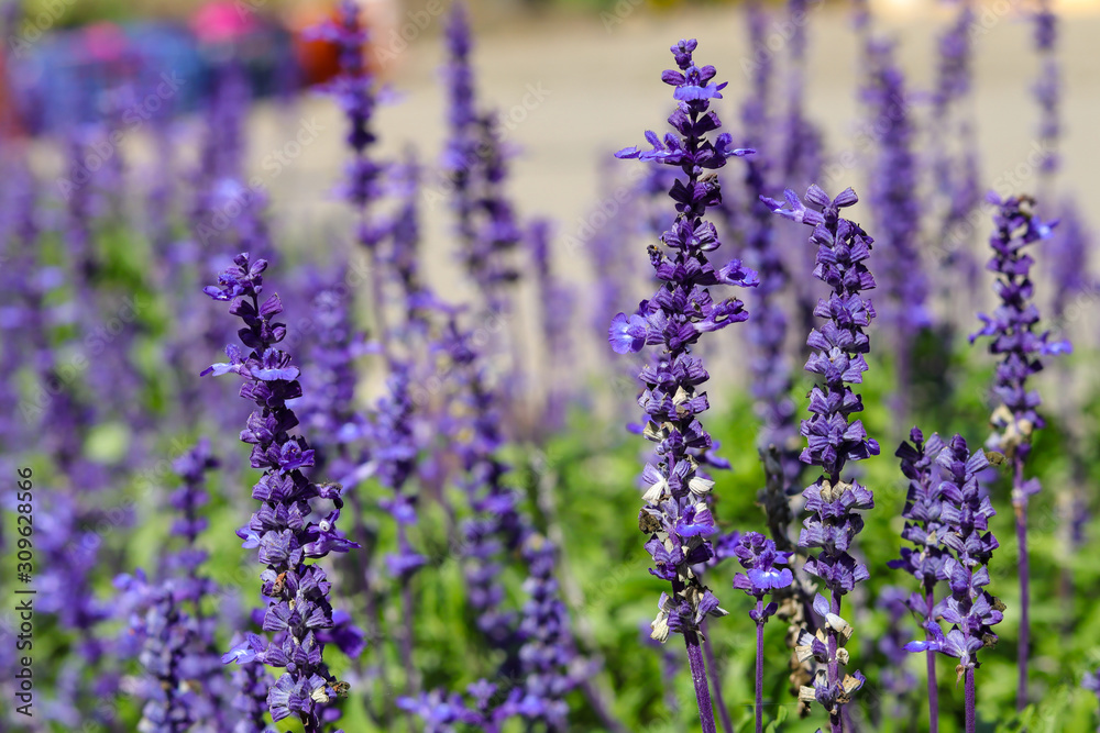purple lavender flowers in the garden and background is blurry purple lavender flowers in the garden and background is blurry