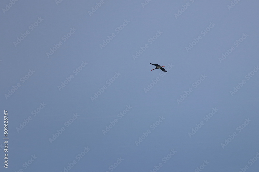 black stork black stork