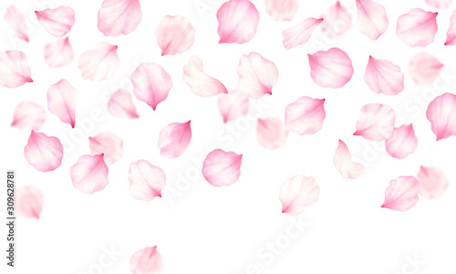 Pink rose,cherry, plum, sakura petals frame on white background.Valentines day,wedding, mother day,japanese hanami decoration.Digital clip art.Warercolor illustration.