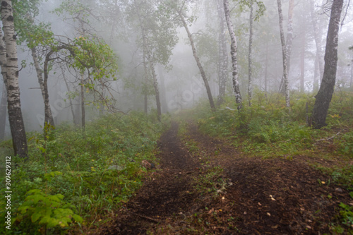 early morning in summer forest, dirt road in mystical fog, haze in branches of trees